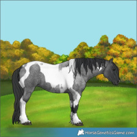 Horse Color:Blue Roan Tobiano  and Blue Roan Tobiano 
