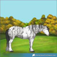 Horse Color:Grullo Splash Tobiano  and Grullo Splash Tobiano 