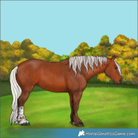 Horse Color:Silver Bay  and Silver Bay 