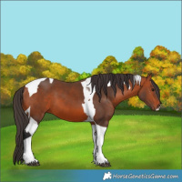 Horse Color:Bay Tobiano  and Bay Tobiano 