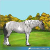 Horse Color:Grullo Roan Tobiano  and Grullo Roan Tobiano Rabicano 