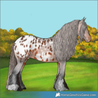 Horse Color:Bay Appaloosa 