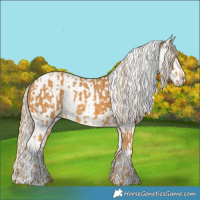 Horse Color:Palomino  and Palomino Appaloosa 