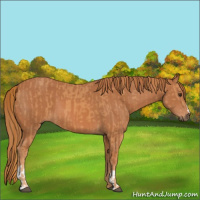 Horse Color:Chestnut  and Chestnut 