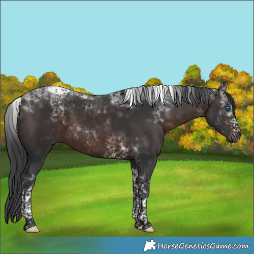 Horse Color:Brown Tobiano Frame 