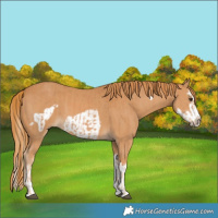 Horse Color:Chestnut Splash Frame  and Chestnut Splash Frame 