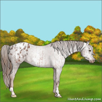 Horse Color:Chestnut Blanket  and Gray Chestnut Blanket 
