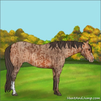 Horse Color:Bay  and Amber Champagne 