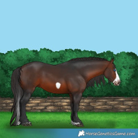 Horse Color:Brown Splash Frame Rabicano 