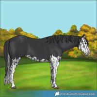 Horse Color:Black  and Black Splash 