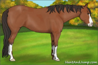 Horse Color:Bay  and Bay Splash 