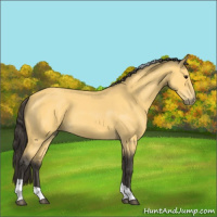 Horse Color:Buckskin Roan Tobiano