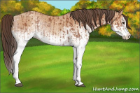 Horse Color:White Spotted Bay Splash  and White Spotted Amber Champagne Splash 