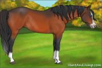 Horse Color:Bay Splash Frame Rabicano 