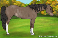 Horse Color:Liver Red Dun Rabicano 