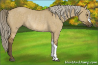 Horse Color:Chocolate Palomino Dun Rabicano 