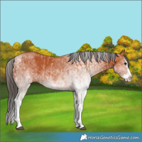 Horse Color:White Spotted Bay Splash  and White Spotted Bay Splash 