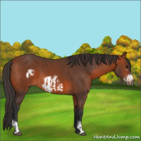 Horse Color:Bay  and Bay Frame 