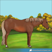 Horse Color:Chestnut 