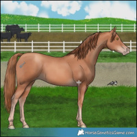 Horse Color:Gold Champagne 