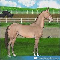 Horse Color:Amber Champagne 