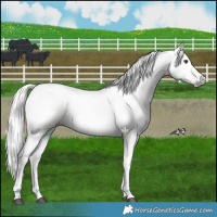 Horse Color:Gray Red Dun 