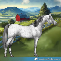 Horse Color:Blue Roan  and Gray Blue Roan 