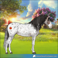Horse Color:Bay Sabino Splash Appaloosa  and Bay Roan Sabino Splash Appaloosa 