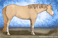 Horse Color:Gold Champagne  and Gold Champagne 