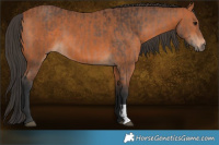 Horse Color:Bay and Bay