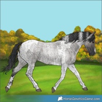 Horse Color:Grullo Roan Tobiano  and Grullo Roan Tobiano 