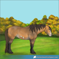 Horse Color:Buckskin Splash Frame Rabicano 