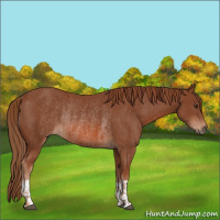Horse Color:Chestnut  and Chestnut Rabicano 