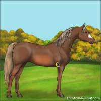 Horse Color:Chestnut 