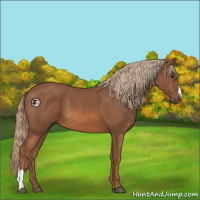 Horse Color:Chestnut and Chestnut