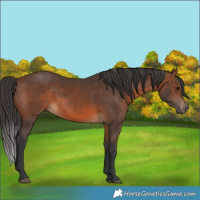 Horse Color:Brown 