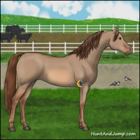 Horse Color:Red Dun 