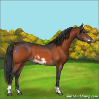 Horse Color:Bay  and Bay Frame 