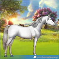 Horse Color:Gray Chestnut 