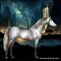 Horse Color:Gray Liver Chestnut and Gray Liver Chestnut