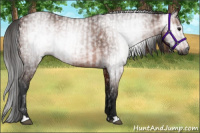 Horse Color:Gray Bay  and Gray Bay Rabicano