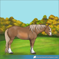 Horse Color:Chocolate Palomino 