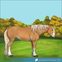 Horse Color:Palomino  and Palomino 