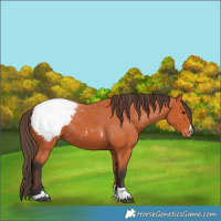 Horse Color:Bay Appaloosa 