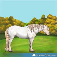 Horse Color:Red Roan Appaloosa  and Gold Champagne Roan Appaloosa 