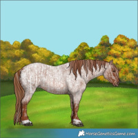 Horse Color:Red Roan Appaloosa  and Red Roan 