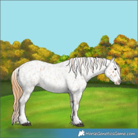Horse Color:Red Roan Appaloosa  and Red Roan Splash Appaloosa 