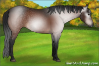 Horse Color:Gray Bay 