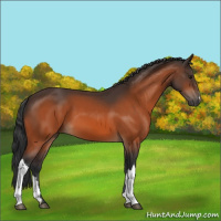 Horse Color:Bay 