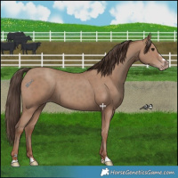 Horse Color:Classic Champagne 